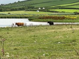 More cows!