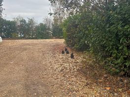 Chickens wandering around site.