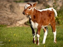 Baby calf