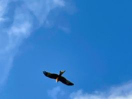 Red kites
