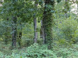 The woods surrounding our pitch