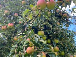 Apple trees on site