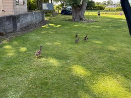 Love seeing the ducklings potter around