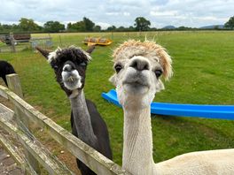 Cheeky faces!