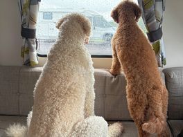 Dogs fascinated with pony