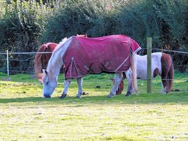 Abendliche besucher