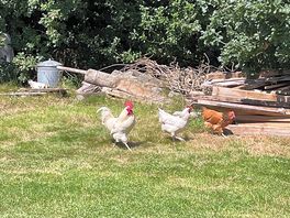 Lots of chickens around not forgetting john the cockeral