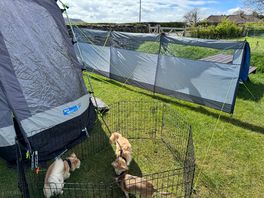Dogs love it