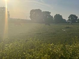 Field we found on a walk to the small village close by