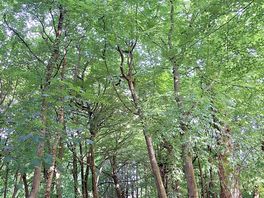 Beautiful shaded woodland walks