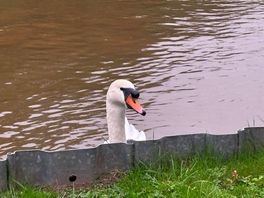 Friendly swan