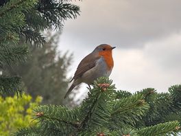 A lovely robin who was a constant visitor