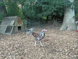 Chicken