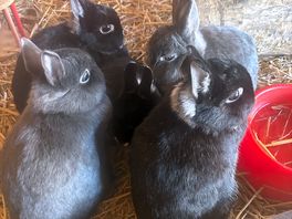 Lots of interaction with the animals