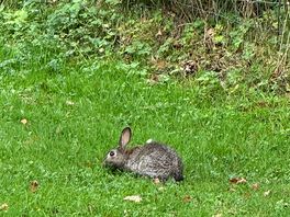 Rabbits running around
