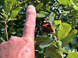 So many butterflies to see