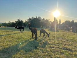 Alpacas!