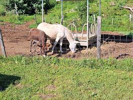 Horse neighbours