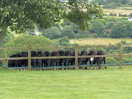 The neighbours
