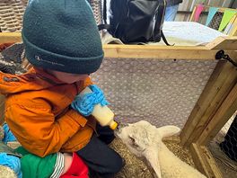 Feeding the lambs on the farm