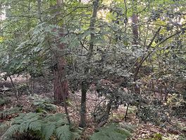 Woods
