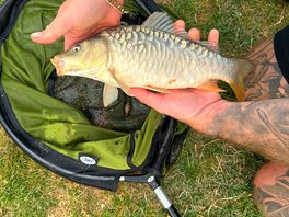 Carp caught from pond.