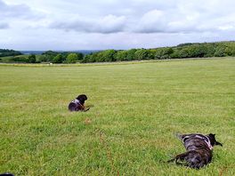 Dogs enjoying scenery and horses