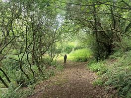 The woods 🌲
