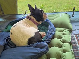 Lucy, loving the camping.