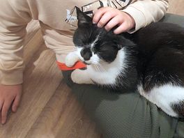 Cat cuddles