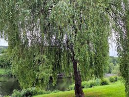 Willow tree