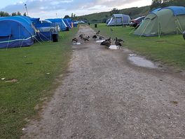 Tent pitches with the local neighbours on parol