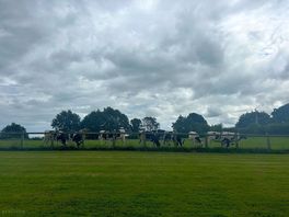 Cows