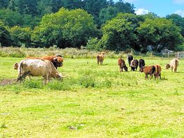 More cows!