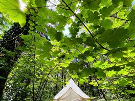 Bell tent among the trees