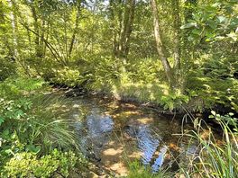 The stream next to the fire pit