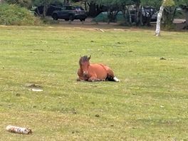Horse