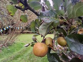 The peaceful campsite is set in an ancient orchard