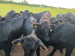 Kids loved feeding them with grass.