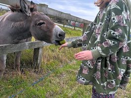 Feeding the animals