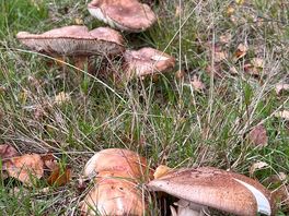 Wild shrooms