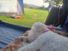 Dog chilling after a long walk