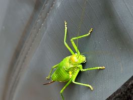 Giant grasshopper came for a visit.