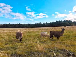 Alpacas