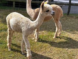 Meet and greet with the 1 year old alpacas.
