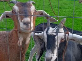 Friendly goats!