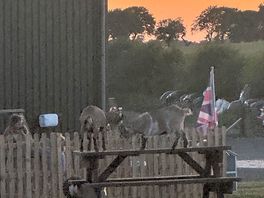 Picnic benches available & goats to accompany!