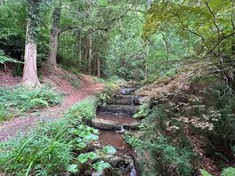 Nearby forest walk