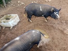 Farm animals