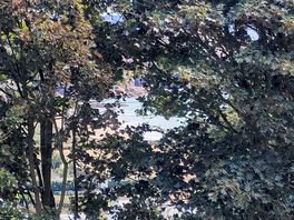 View through the trees from the lower part of middle field